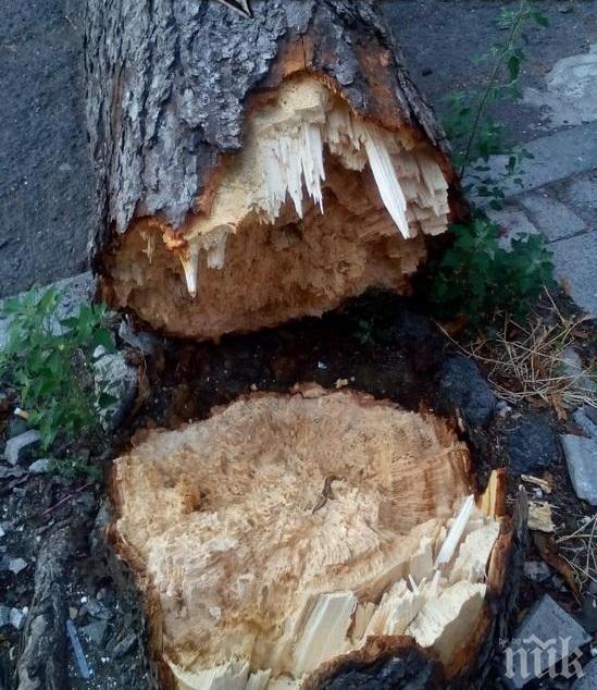 Пожарникар пострада при разчистването на дърветата, покосени от силния вятър в София