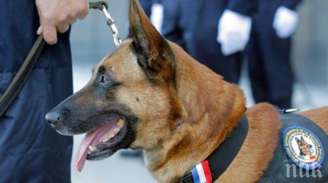 Руската полиция предлага ново куче в замяна на Дизел, загинал при антитерористичната операция в Сен Дени
