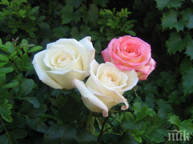 Феномен: Петрич посреща зимата с цъфнали рози
