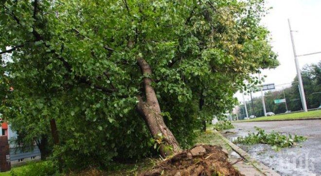 Силният вятър събори дърво в София

