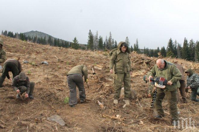 Засадиха над 2000 фиданки на Витоша