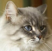 Масово тровят котки в Пловдив