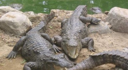 000 крокодила избягали ферма африка