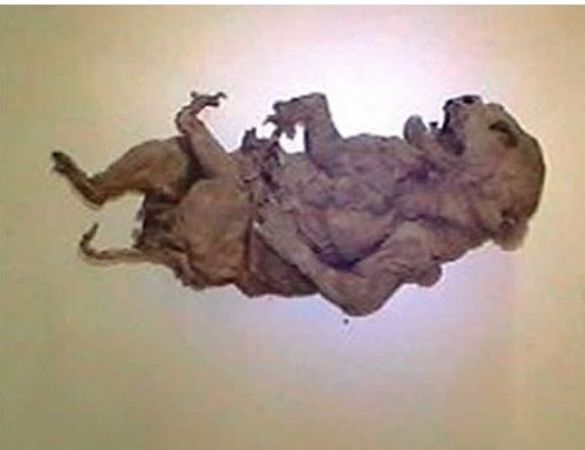 Извънземно или ембрион откриха в Мексико?