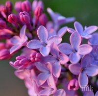 Природата откачи! Люляци цъфнаха в края на ноември