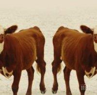 Китай подготвя най-големия център за клониране на животни