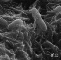 Бактериите също си обменят гени чрез секс