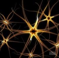 Броят на клетките в мозъка на детето зависи от начина на раждане