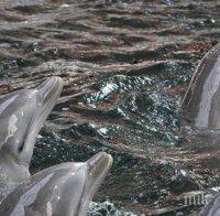 Преброиха делфините в Черно море