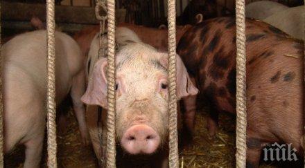 ловец застреля шест домашни прасета