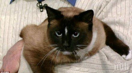 белгийски котки помагат полицията властите благодарят