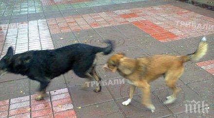 бездомни кучета нападат хора бивше поделение хасково