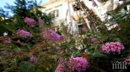 люляци цъфнаха края ноември