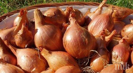 хвърляйте люспите лука помагат бронхит косопад