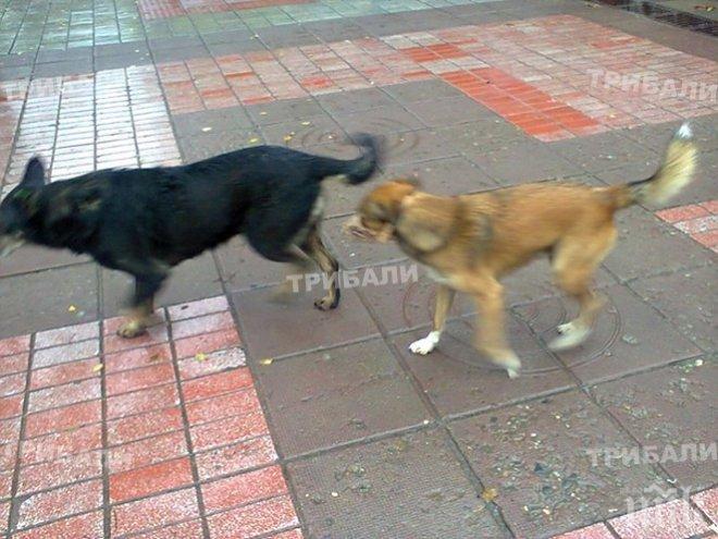 Бездомни кучета нападат хора край бивше поделение в Хасково