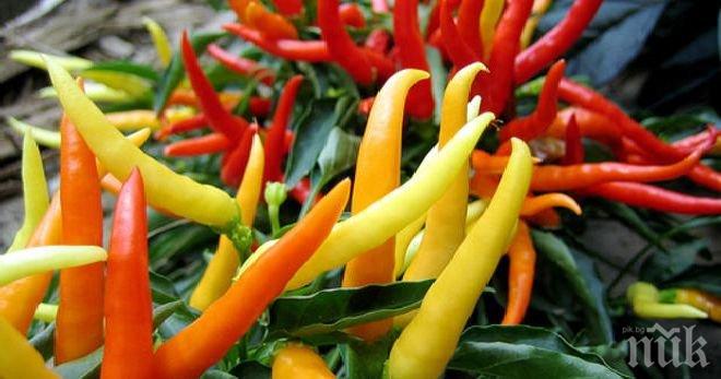 Любопитно! Топ 10 на страните, където се яде най-лютата храна