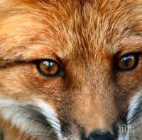 Плащат по 10 евро за отстреляна лисица или чакал в Разградско