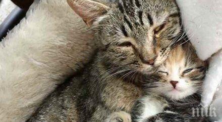 бездомна котка заведе единствената рожба двора мъж