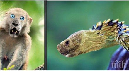 невъзможните хибридни животни представи щеше съществуваха плаши