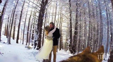 една двойка имаше нестандартна идея остави своето куче заснеме цялата сватбена церемония резултатът