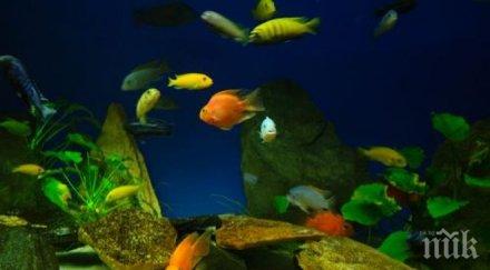 аквариумните комплекси варна констанца бъдат модернизирани европейски проект