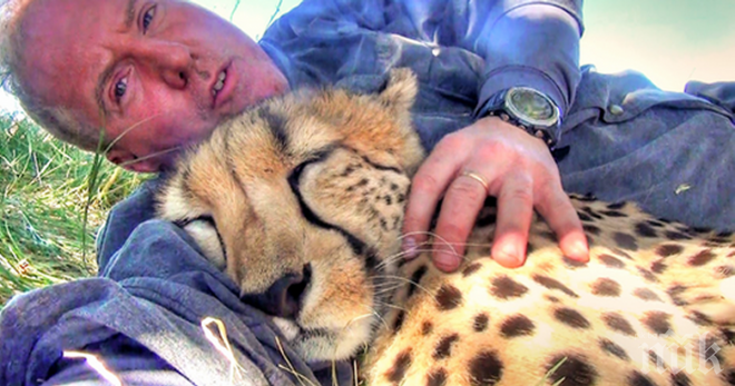 Мъжът просто си легнал за една кратка дрямка на поляната, но когато се събудил този гепард направил нещо напълно неочаквано!