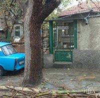 Силен дъжд изпочупи клоните на дървета във Варна (снимки)