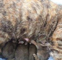 Снимка на котка с нейните бебета се появила в интернет, но когато приближиш и видиш? Уникално!