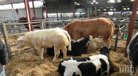 всеки трети фермер нас пенсионна възраст отчита анализ евростат