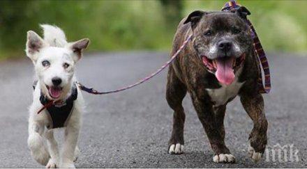 вече разхождаме домашните любимци каишка