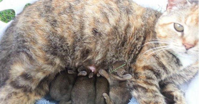 Снимка на котка с нейните бебета се появила в интернет, но когато приближиш и видиш? Уникално!
