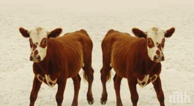 Само животни с изяснен здравен статус ще могат да се даряват на социални заведения
