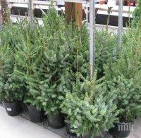 Купуваме все повече живи елхички