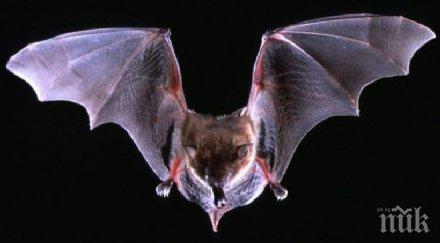 тежките криле прилепите позволяват извършват акробатични номера въздуха