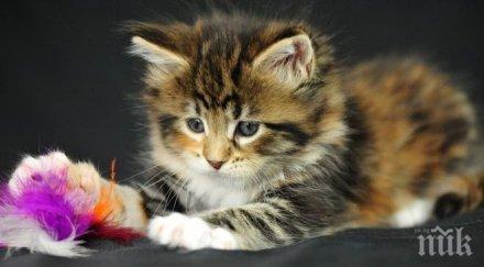 котки различни породи показват музея земята хората