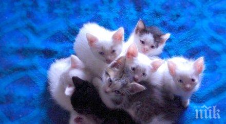 котки различни породи показват музея земята хората