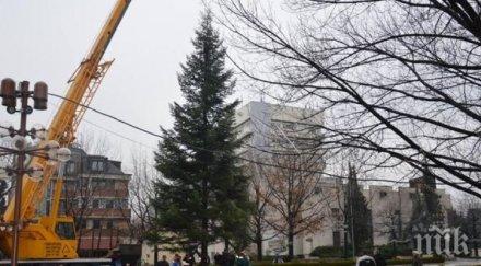 монтираха коледната елха благоевград