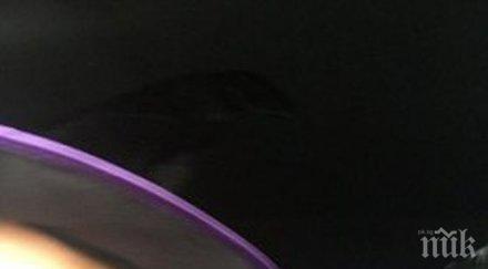 щерката мария пропя миньончето пробута дъщеря фотосесия снимка