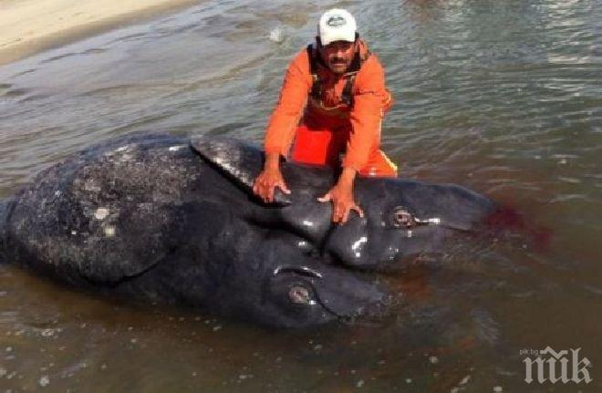 Австралия се обяви срещу плановете на Япония за лов на китове