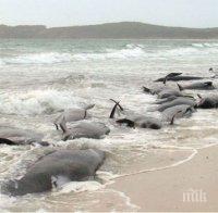 В Чили откриха 337 мъртви китове на брега