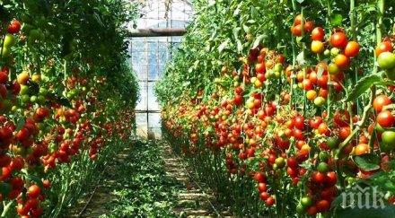 русия спира вноса турски плодове зеленчуци