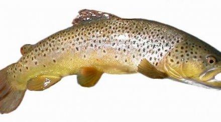 останахме без родна пъстърва никулден