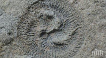 откриха уникално древно морско създание