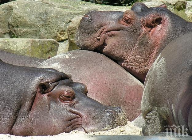 Започнаха стерилизация на хипопотамите на Пабло Ескобар