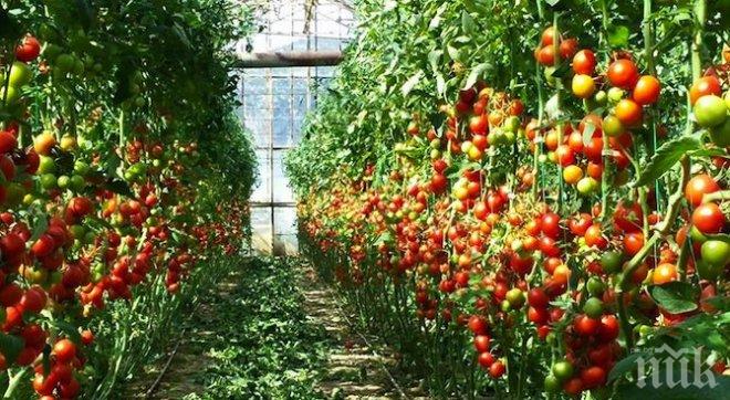 Русия спира вноса на турски плодове и зеленчуци