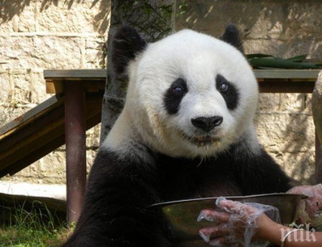 Втората най-стара панда на света отпразнува 140-и рожден ден