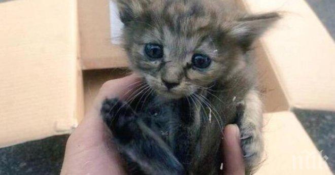 Какво направиха 6 пора с това коте.... Гледка, която можеш да видиш само веднъж в живота си!