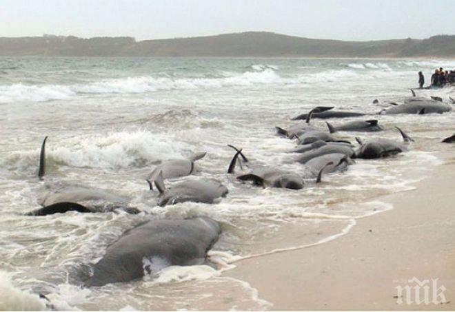 В Чили откриха 337 мъртви китове на брега