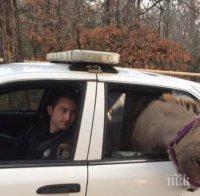 Снимка на „арестувано“ магаре стана хит в интернет