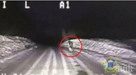 време дежурство куче изкача полицейски патрул полицаите решават проследят